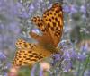 Argynnis paphia